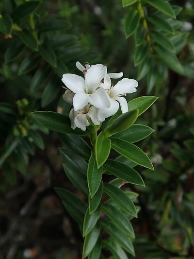 Veronica mooreae, photographed by Duncan Cunningham