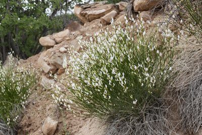 Astragalus linifolius, photographed by Cecelia Alexander