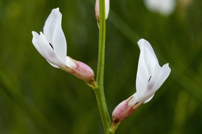 Astragalus linifolius, photographed by Cecelia Alexander