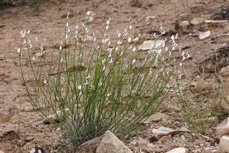 Astragalus linifolius, photographed by Cecelia Alexander