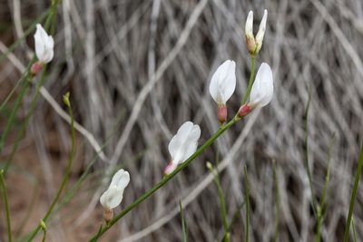 Astragalus linifolius, photographed by Cecelia Alexander
