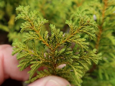 Chamaecyparis pisifera, photographed by Duncan Cunningham