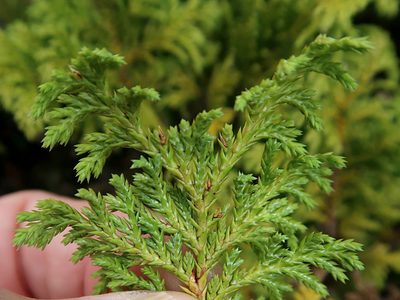 Chamaecyparis pisifera, photographed by Duncan Cunningham