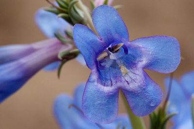 Penstemon angustifolius, photographed by Cecelia Alexander