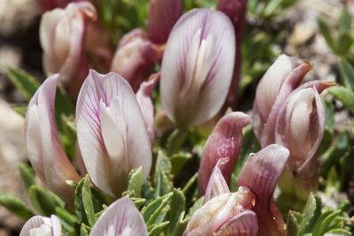 Trifolium nanum, photographed by Cecelia Alexander