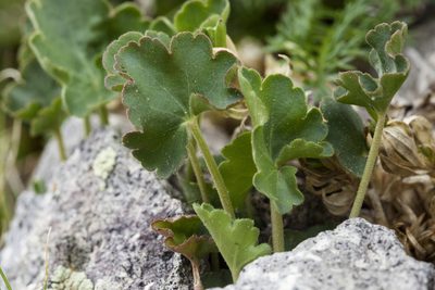 Heuchera parvifolia, photographed by Cecelia Alexander