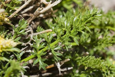 Cymopterus hendersonii, photographed by Cecelia Alexander