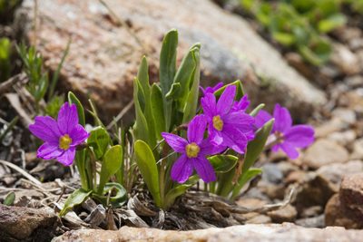 Primula angustifolia, photographed by Cecelia Alexander