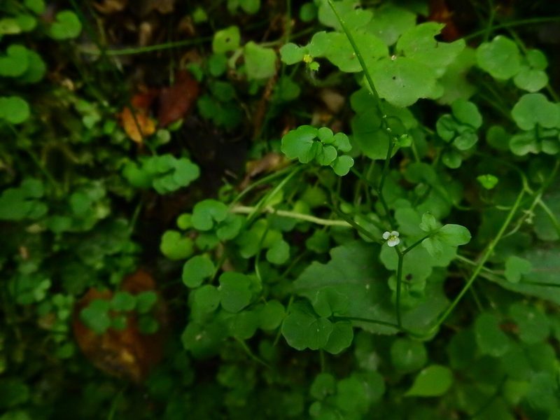 Cardamine forsteri, photographed by Penelope Noel Gillette