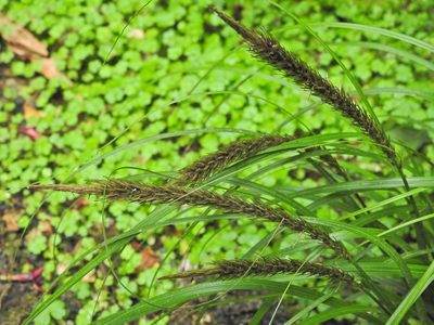 Carex megalepis, photographed by Penelope Noel Gillette