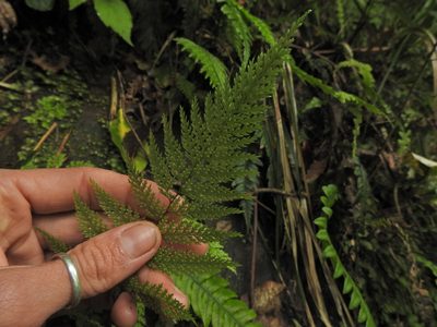 Dennstaedtia novae, photographed by Penelope Noel Gillette