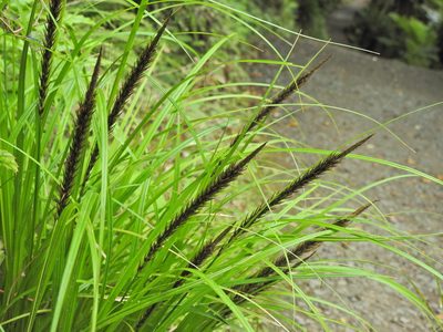 Carex megalepis, photographed by Penelope Noel Gillette