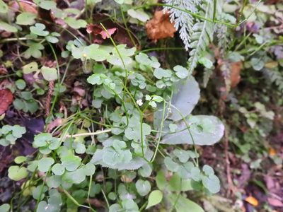 Cardamine forsteri, photographed by Penelope Noel Gillette