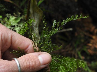 Hymenophyllum villosum, photographed by Penelope Noel Gillette