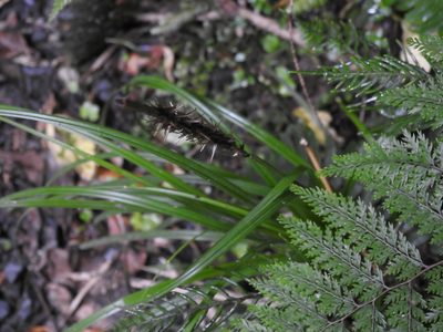 Carex megalepis, photographed by Penelope Noel Gillette