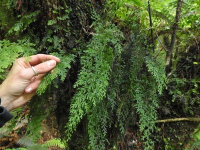 Hymenophyllum pulcherrimum, photographed by Penelope Noel Gillette
