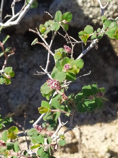 Euphorbia tomentulosa, photographed by Daniela Gámez