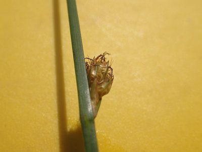 Schoenoplectus torreyi, photographed by Allan Harris