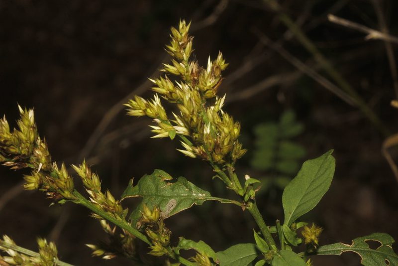 Celosia virgata, photographed by Juan Cruzado Cortés