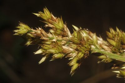 Celosia virgata, photographed by Juan Cruzado Cortés