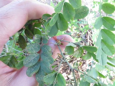 Indigofera tinctoria, photographed by Ben Machado