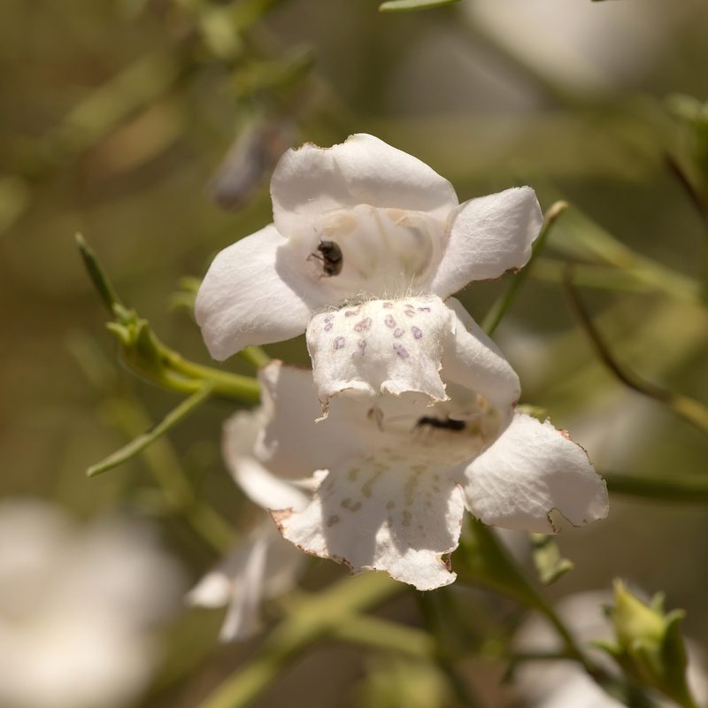Eremophila polyclada, photographed by Kym Nicolson