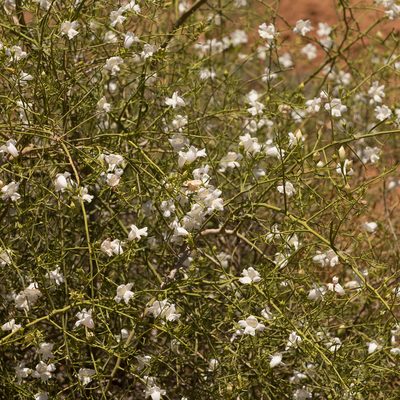 Eremophila polyclada, photographed by Kym Nicolson