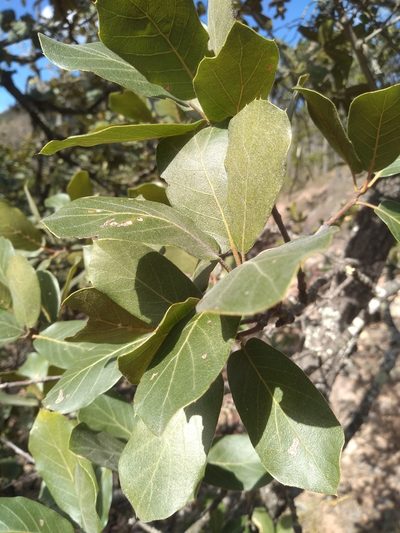Quercus jonesii, photographed by Alberto Wong