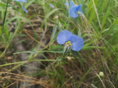 Commelina livingstonii, photographed by Jens-Christian Svenning