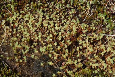 Kelleria paludosa, photographed by John Barkla