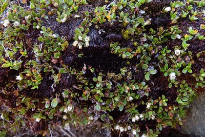Gaultheria nubicola, photographed by John Barkla