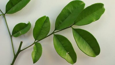 Zanthoxylum petiolare, photographed by russiannaturalistbrazil
