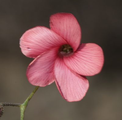 Hermannia grandiflora, photographed by Brian du Preez