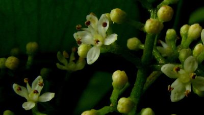 Zanthoxylum petiolare, photographed by russiannaturalistbrazil