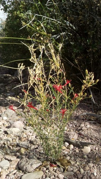 Ipomopsis tenuifolia, photographed by Alan Rockefeller