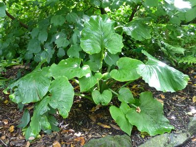 Cardiocrinum giganteum, photographed by Murray Dawson