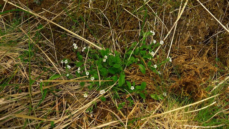 Myosotis venosa, photographed by Sarah Richardson