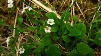 Myosotis venosa, photographed by Sarah Richardson
