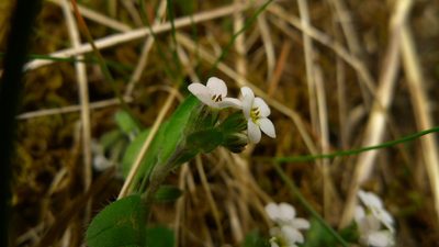 Myosotis venosa, photographed by Sarah Richardson