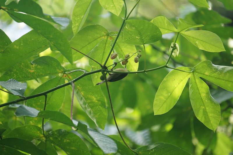 Manihot carthagenensis, photographed by Carrie Seltzer