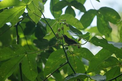 Manihot carthagenensis, photographed by Carrie Seltzer