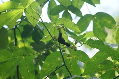 Manihot carthagenensis, photographed by Carrie Seltzer
