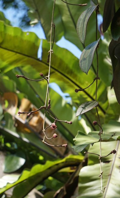 Hoya latifolia, photographed by Carrie Seltzer