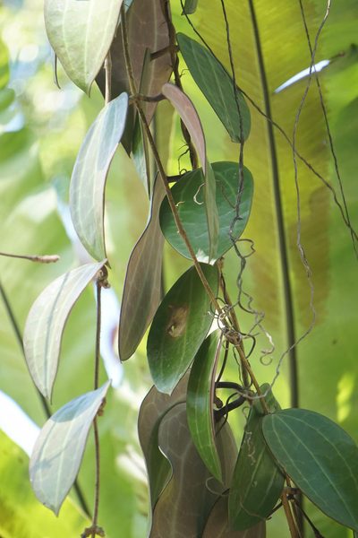 Hoya latifolia, photographed by Carrie Seltzer