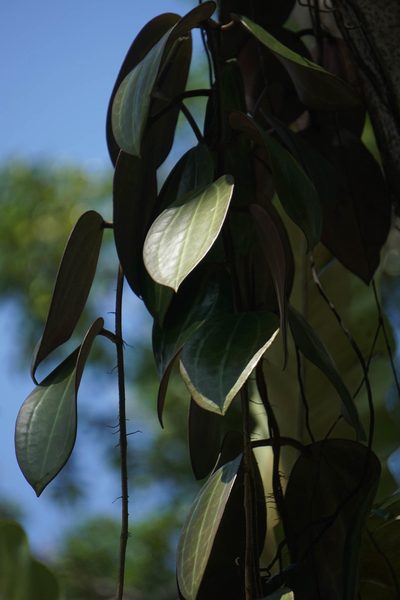 Hoya latifolia, photographed by Carrie Seltzer