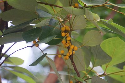 Ficus grossularioides, photographed by Carrie Seltzer