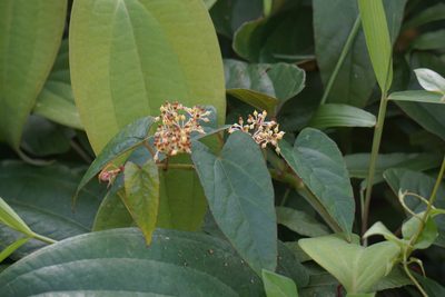 Cissus hastata, photographed by Carrie Seltzer