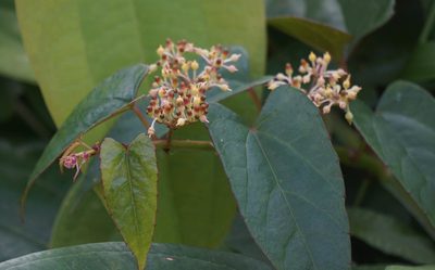 Cissus hastata, photographed by Carrie Seltzer