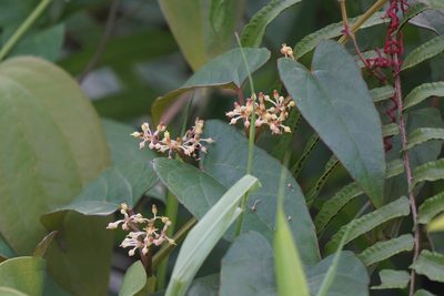 Cissus hastata, photographed by Carrie Seltzer