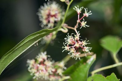Smilax bracteata, photographed by Licheng Shih